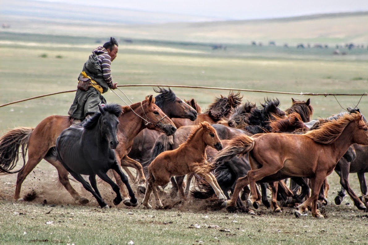 Mongolian horseman 